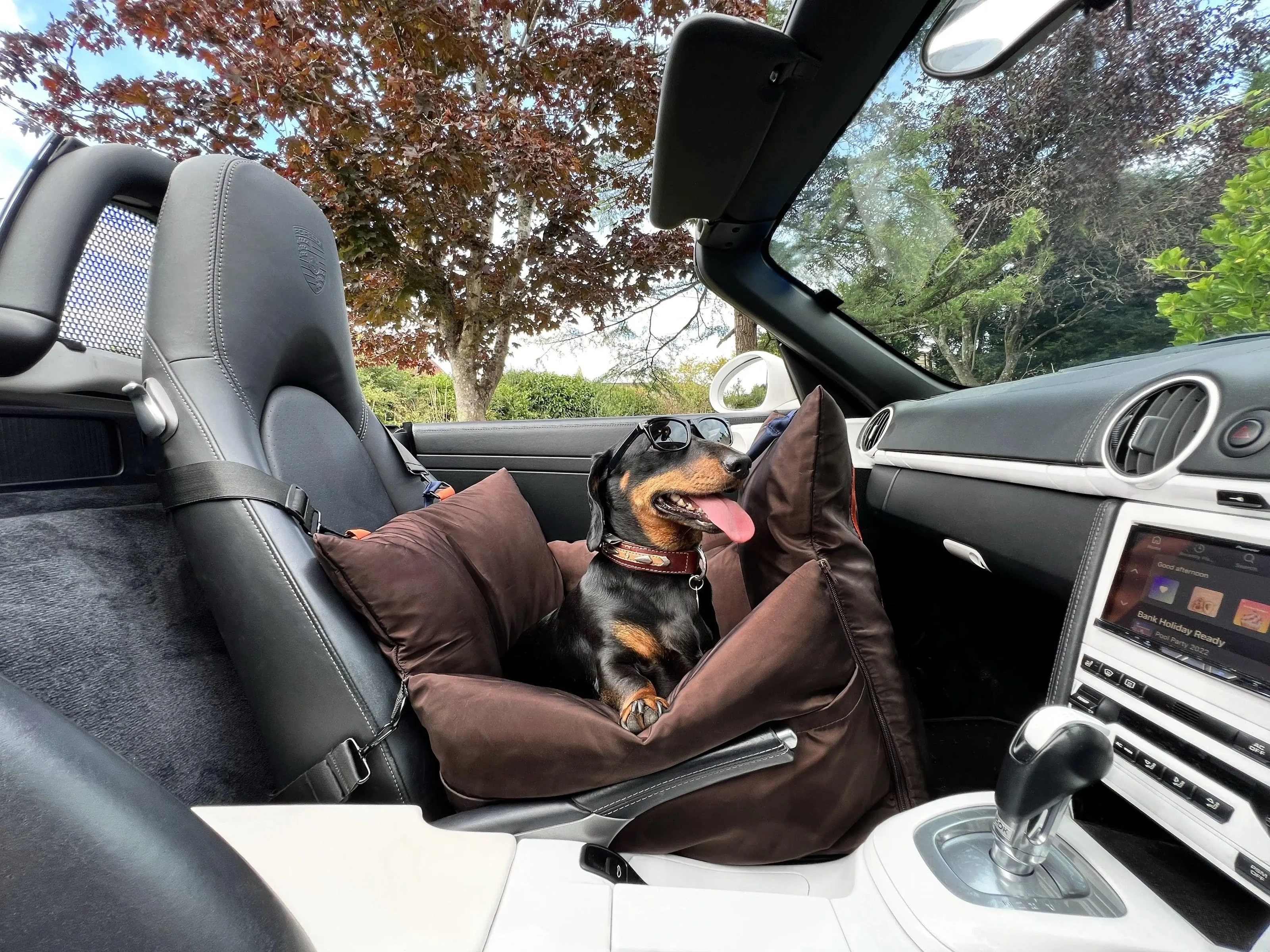Travel Better With Your Best Friend
