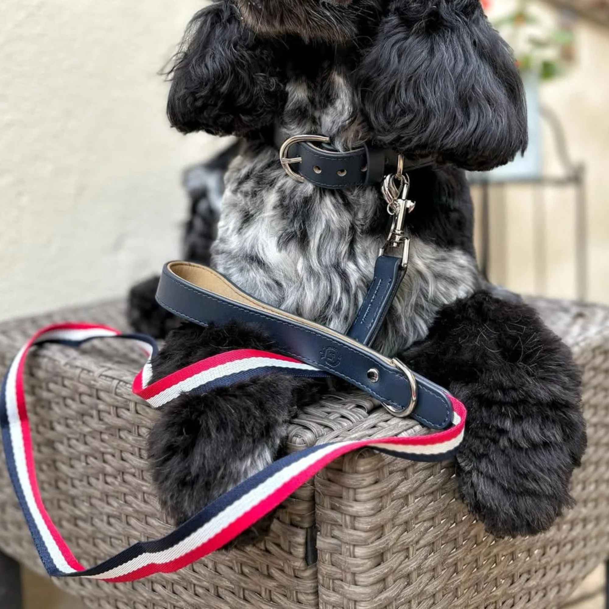 Bentley Collar & Leash Set - Image 3