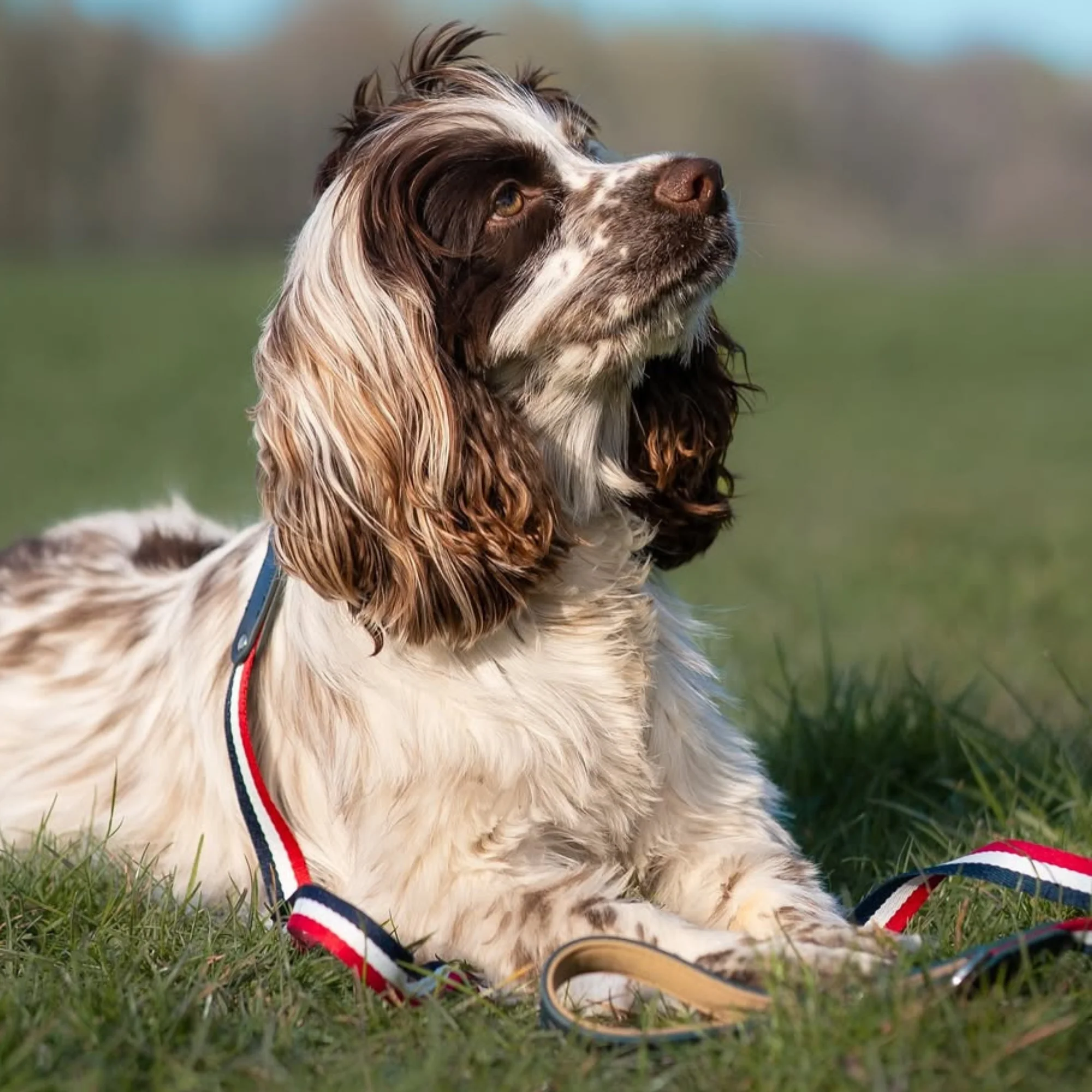 Bentley Collar & Leash Set - Image 5