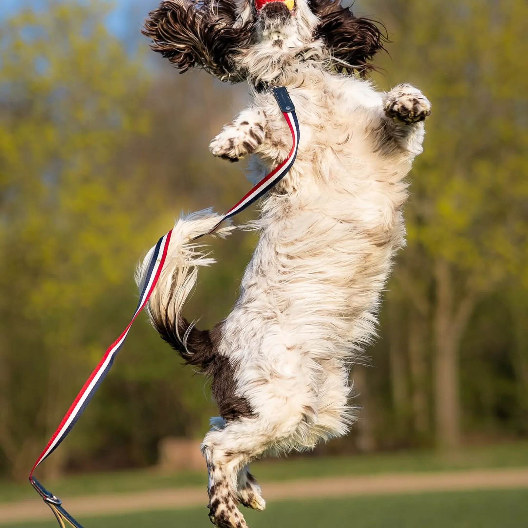 Bentley Collar & Leash Set - Image 6