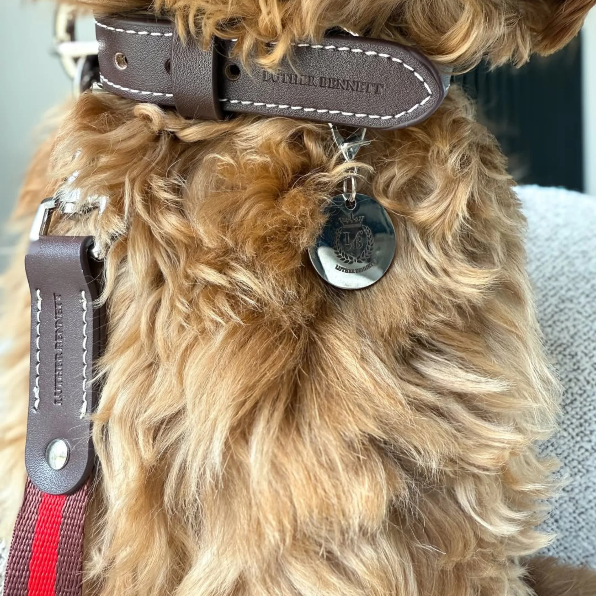 Cooper Collar & Leash Set - Image 3