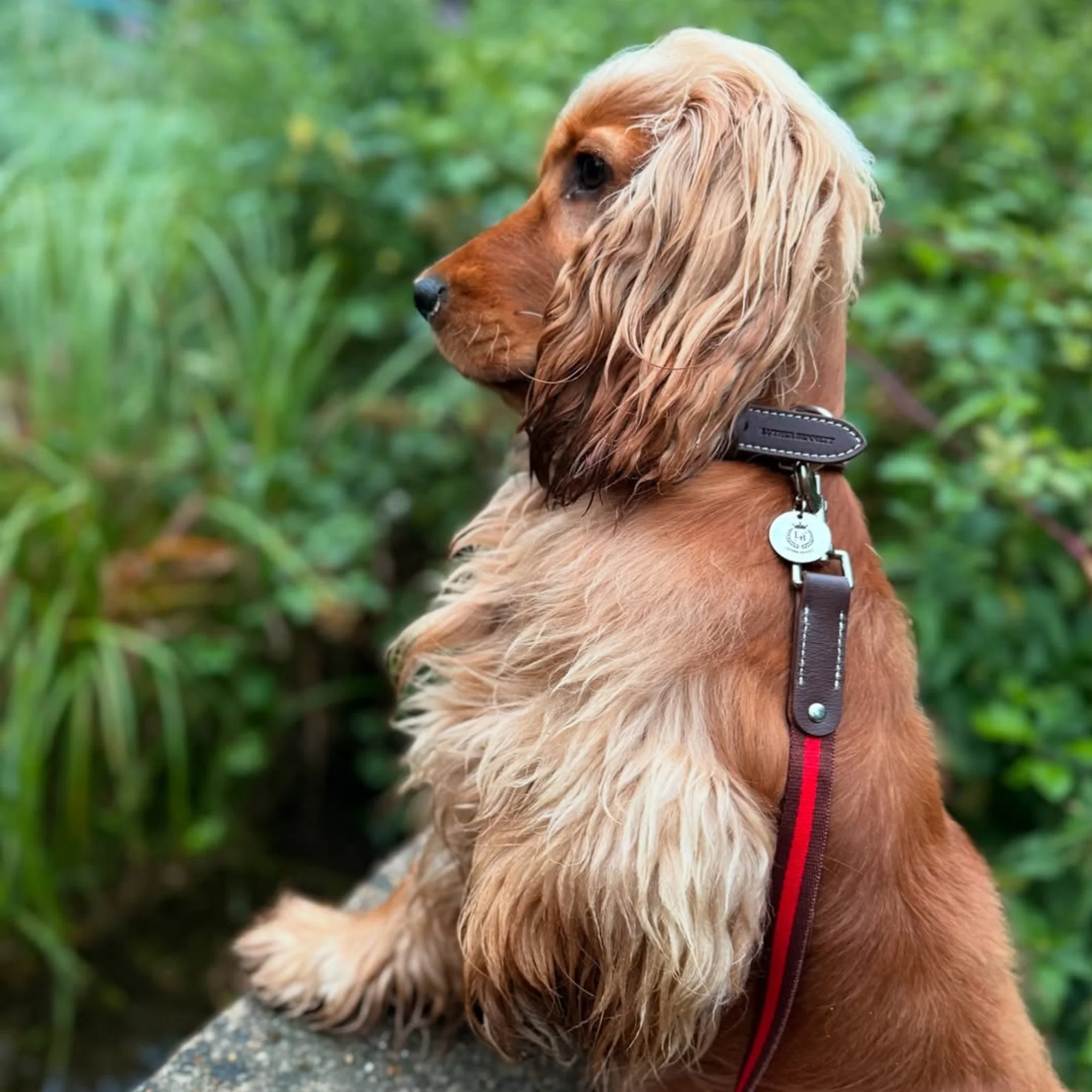 Cooper Collar & Leash Set - Image 4