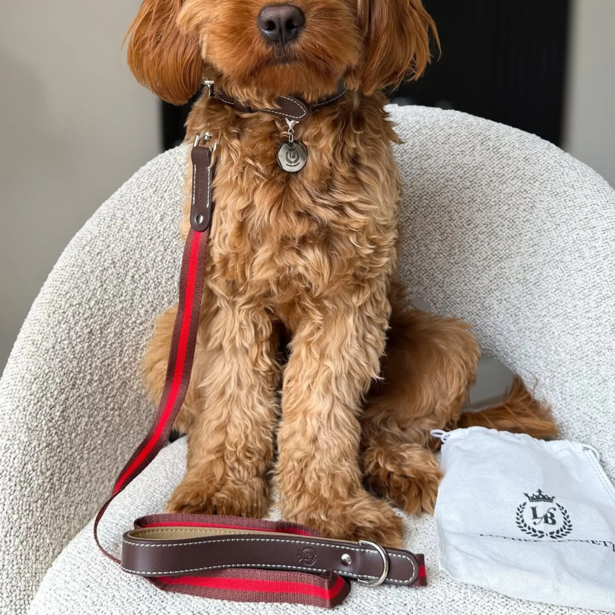 Cooper Collar & Leash Set - Image 7