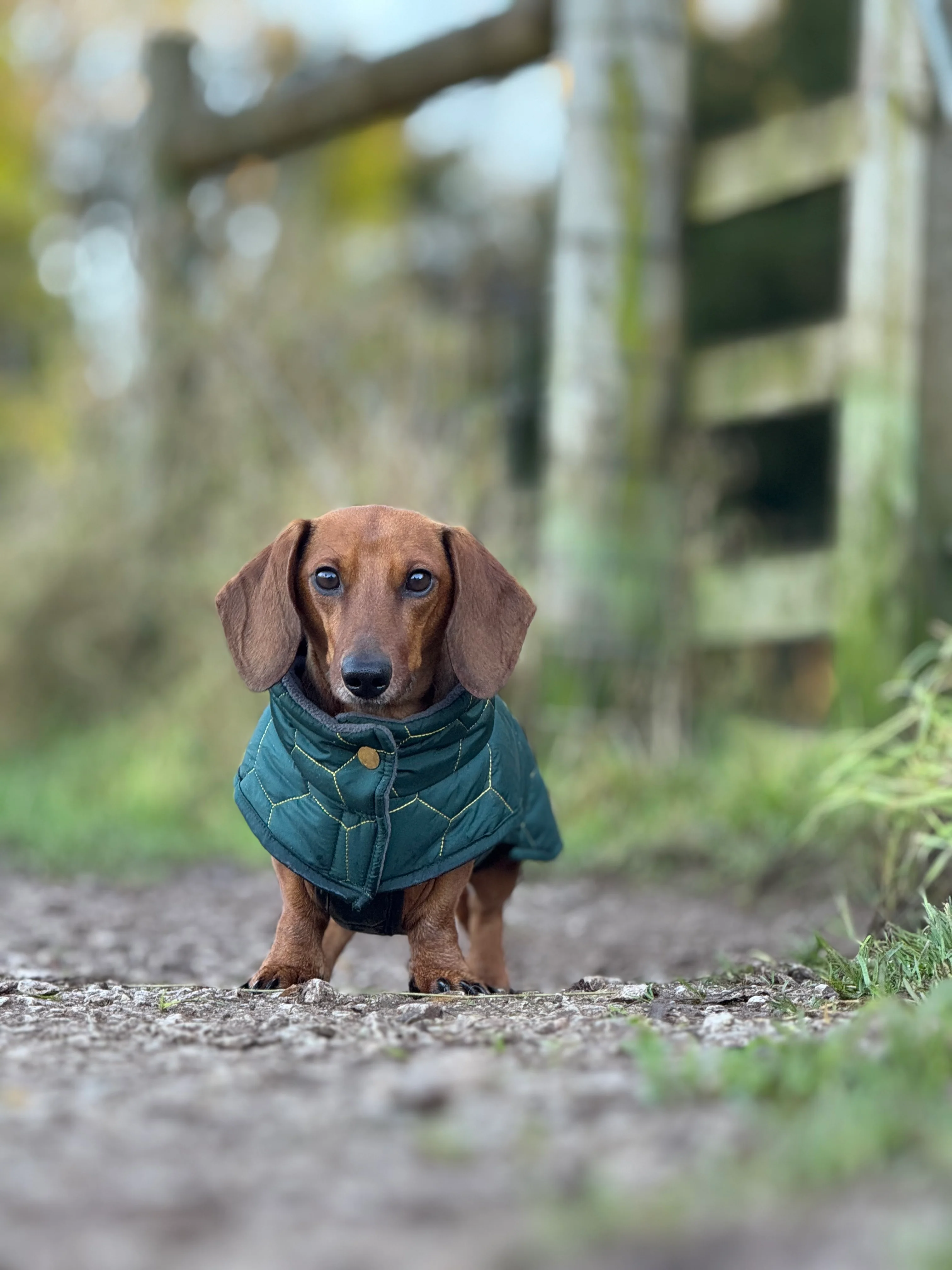 Dachshund Winter Coat - Waterproof - Image 3