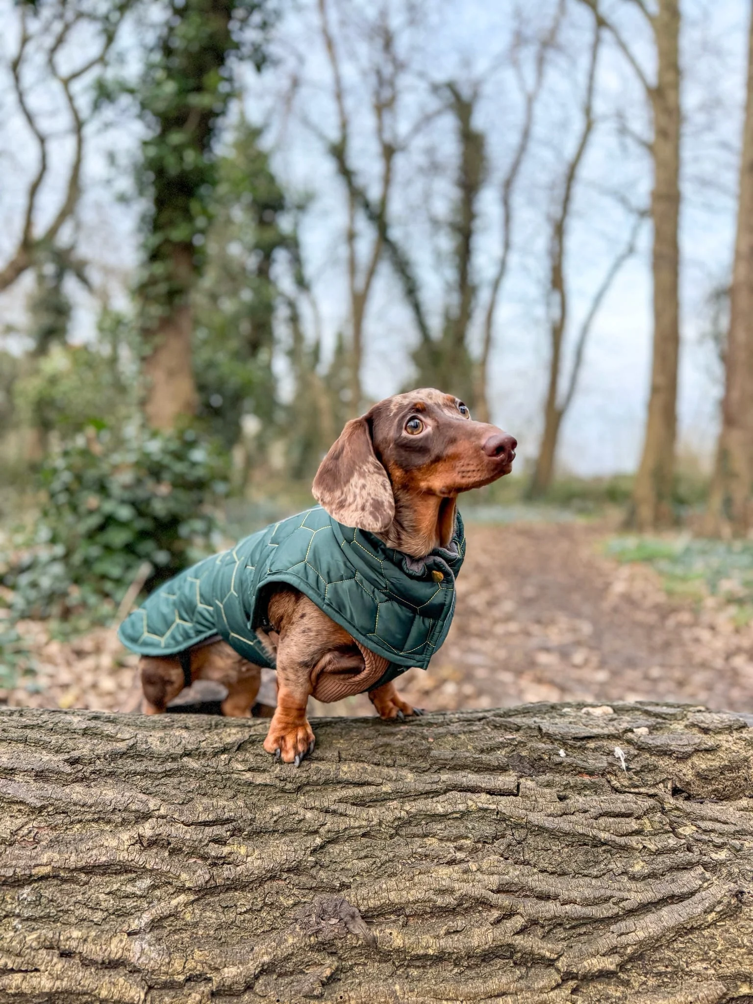 Dachshund Winter Coat - Waterproof - Image 4
