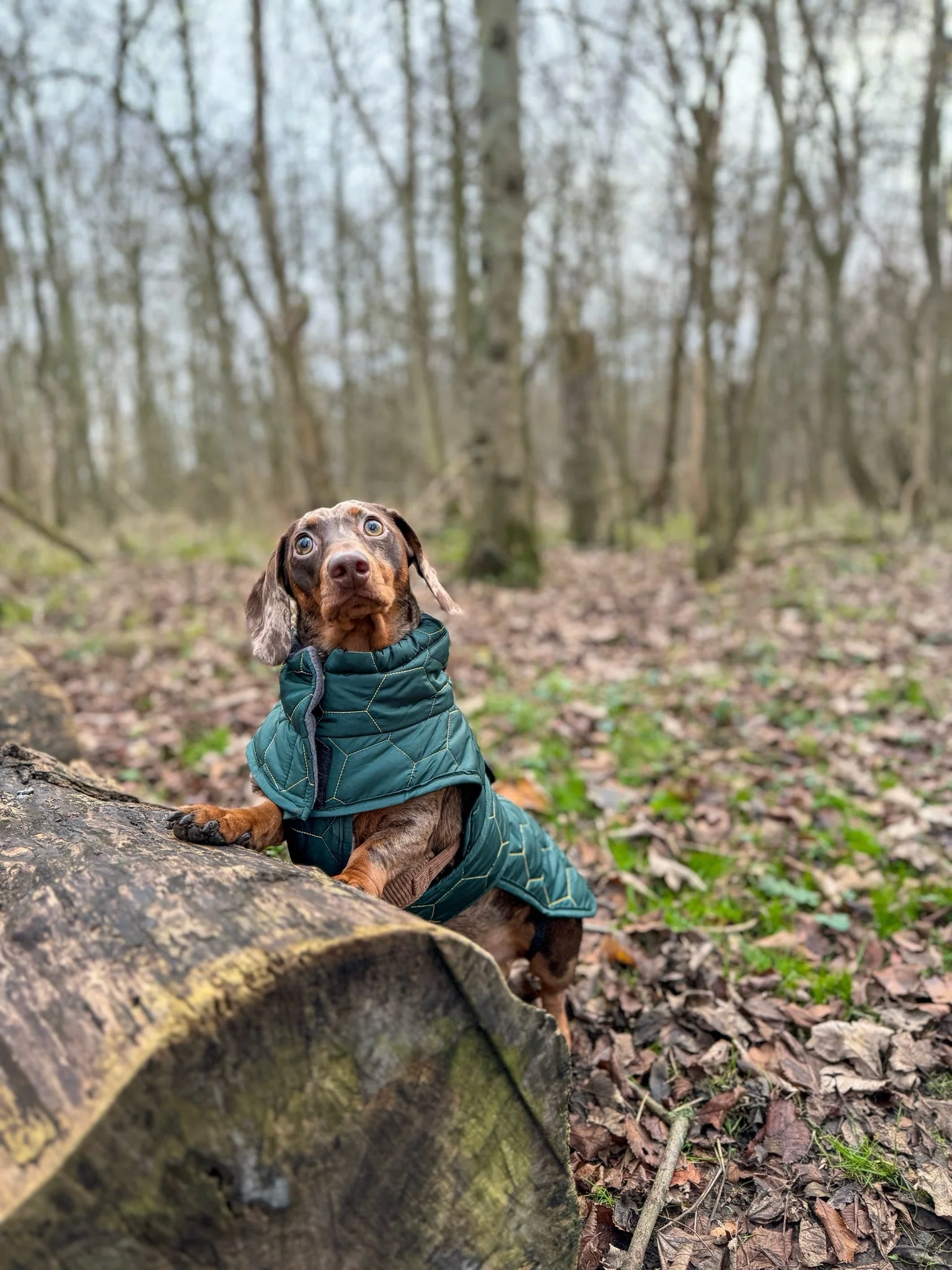 Dachshund Winter Coat - Waterproof - Image 5