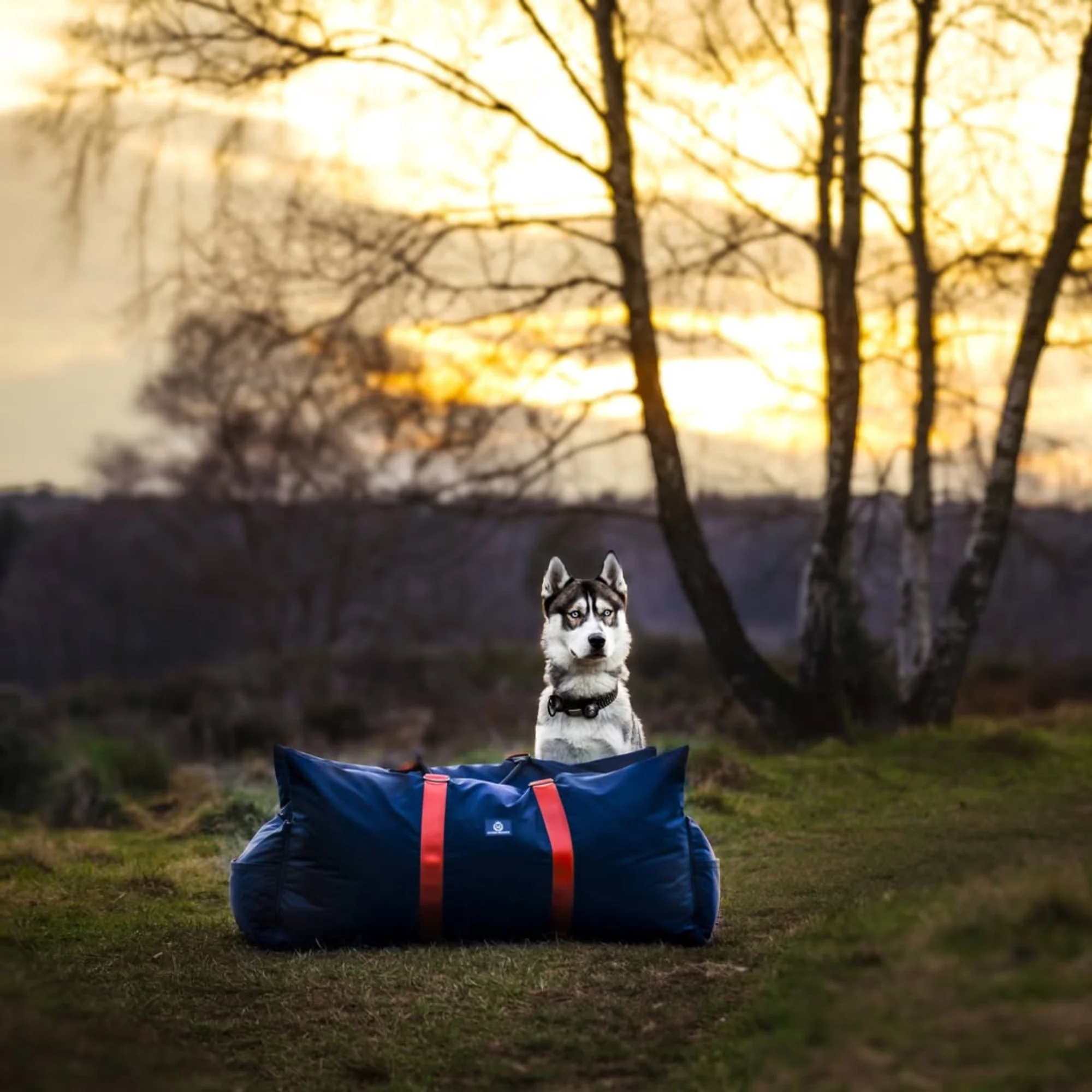 Travel Dog Pod XL - Now With Isofix - Image 8