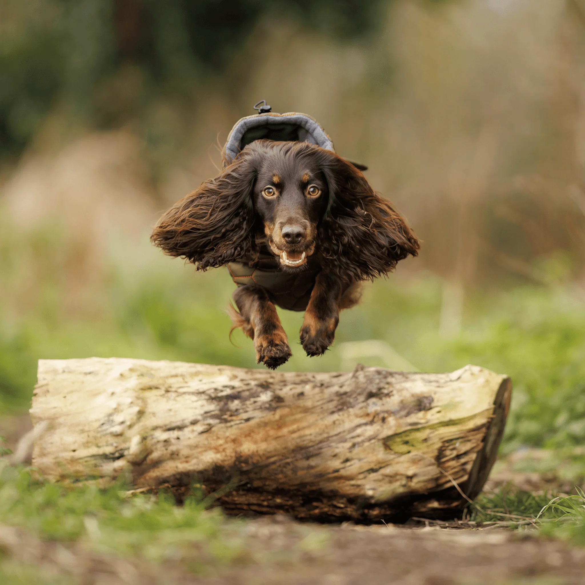 Honey Comb Dog Coat - Image 5